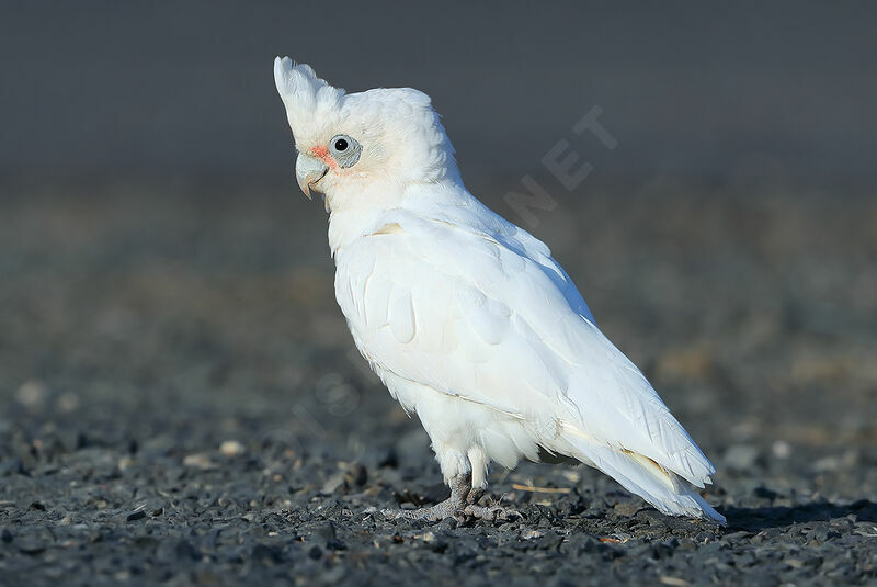 Cacatoès corella, identification