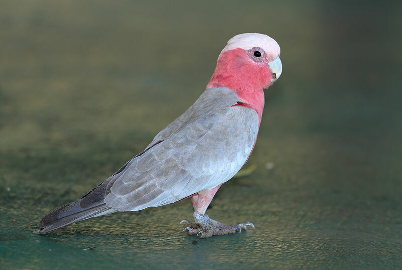 Galah male adult, identification