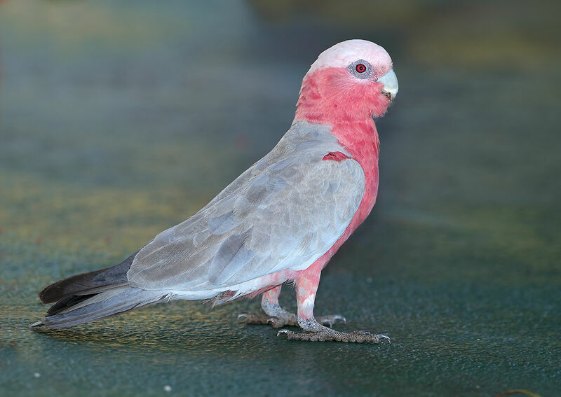 Galah female adult, identification