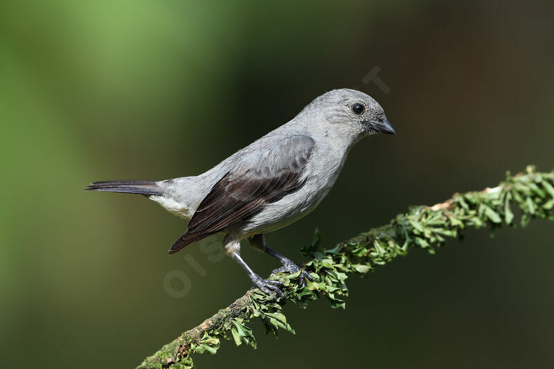 Plain-colored Tanager