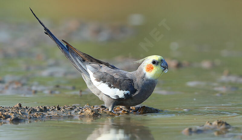 Cockatiel male adult breeding, identification