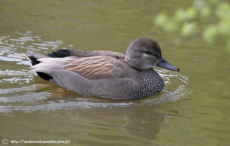 Canard chipeau mâle adulte nuptial