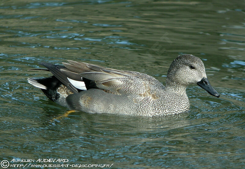 Canard chipeau mâle adulte nuptial