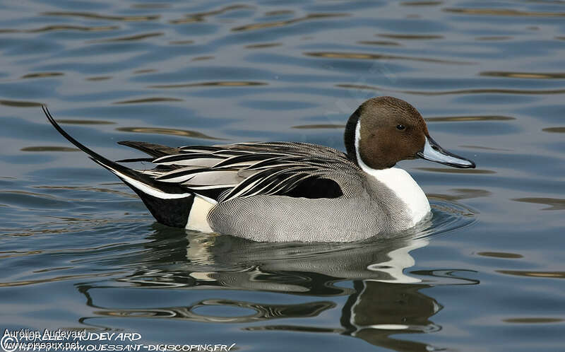 Canard pilet mâle adulte nuptial, identification