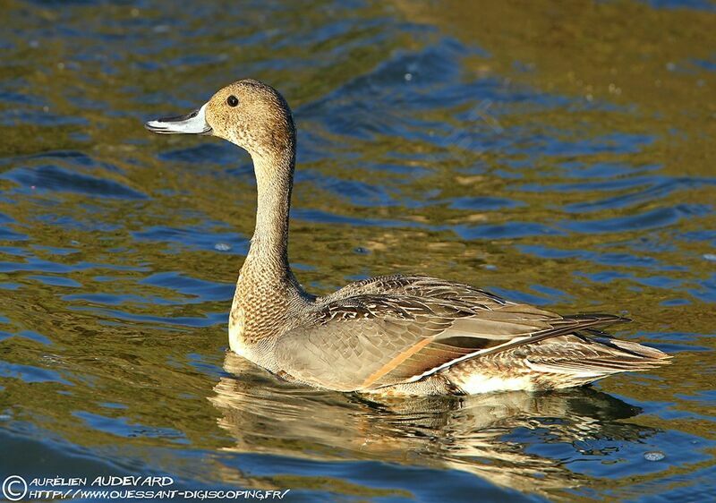 Canard pilet mâle