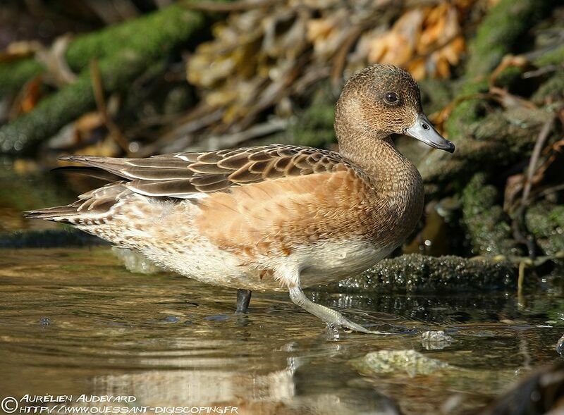 Eurasian Wigeon, identification