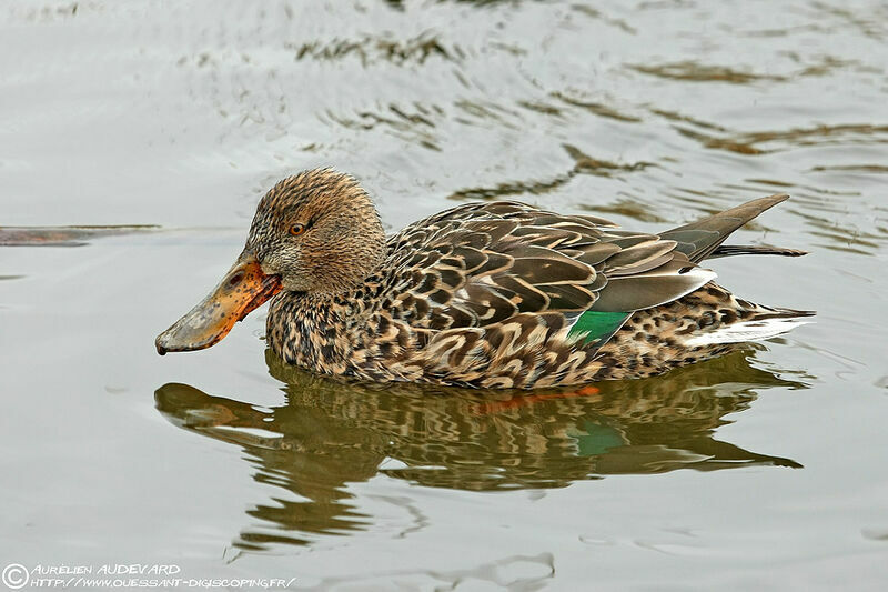 Canard souchet