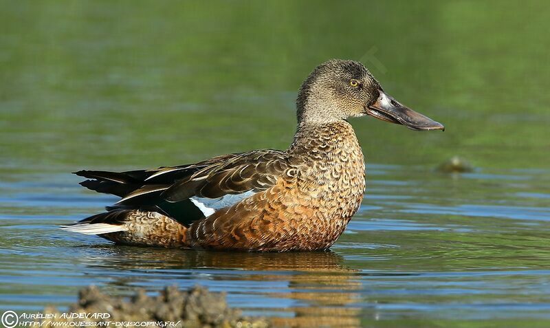 Northern Shoveler