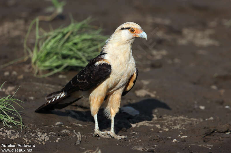 Yellow-headed Caracaraadult, identification