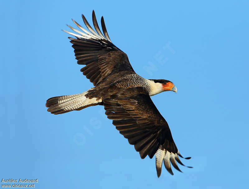 Crested Caracara (cheriway)adult, Flight