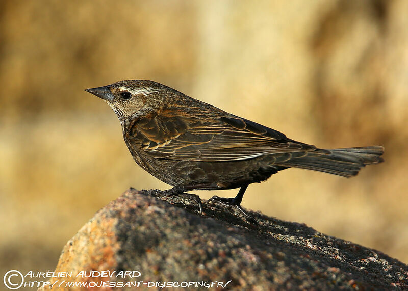 Red-winged Blackbird female