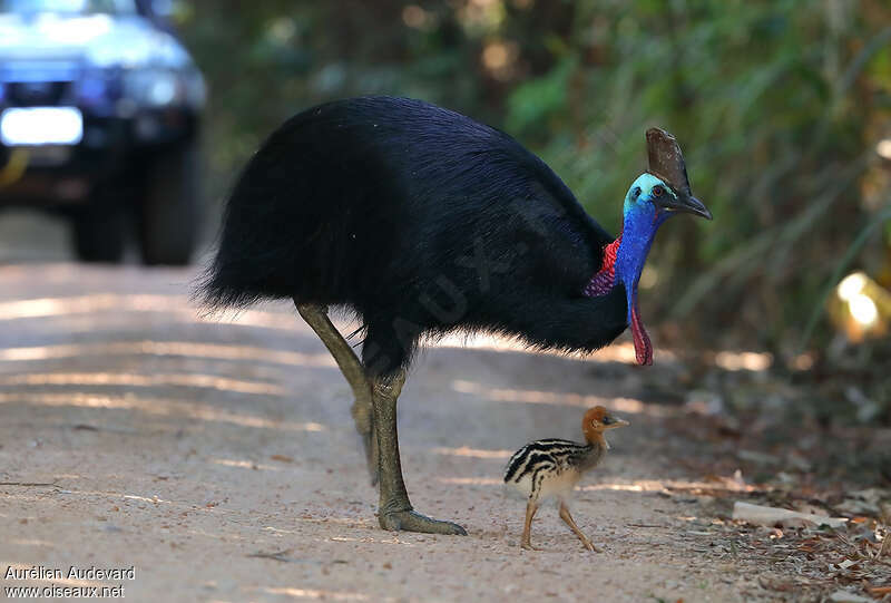Southern Cassowary, Reproduction-nesting