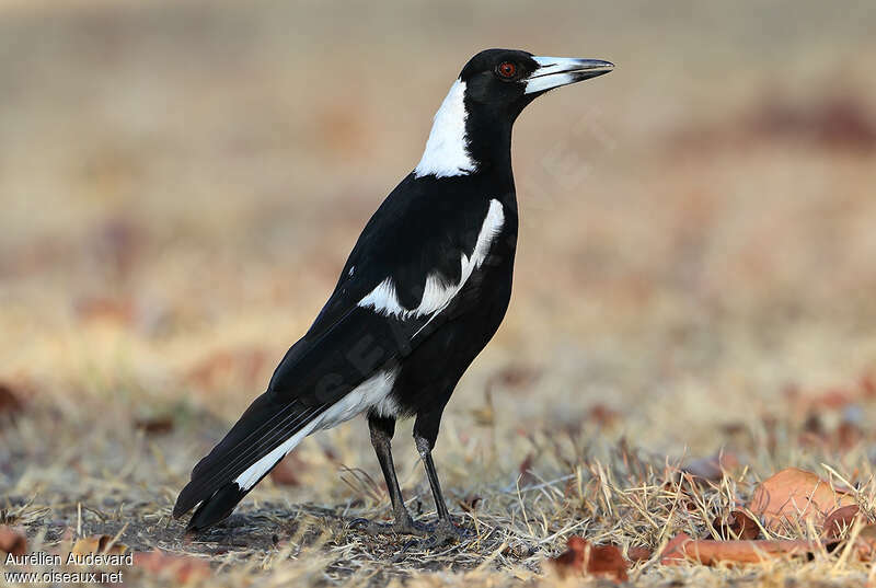 Australian Magpieadult, aspect