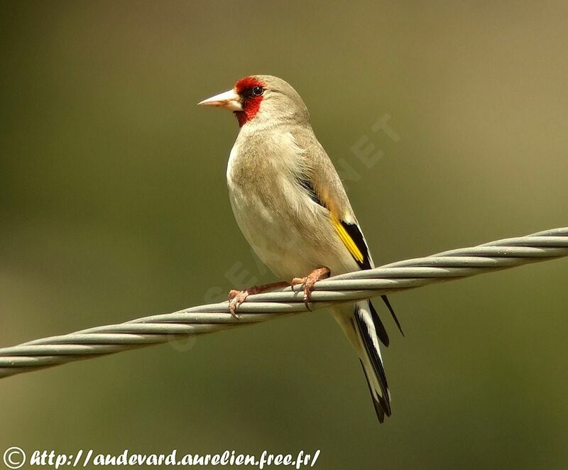 Grey-crowned Goldfinchadult breeding