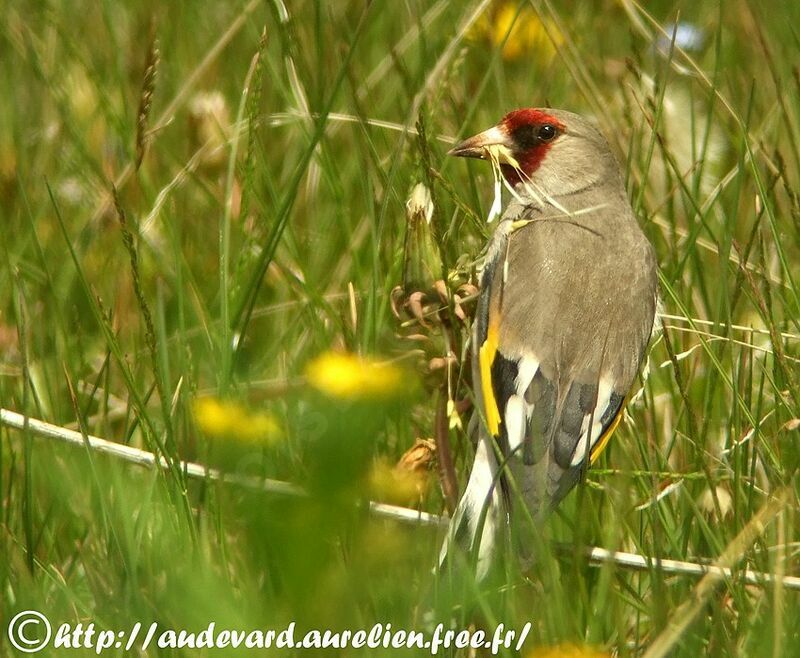 Grey-crowned Goldfinch