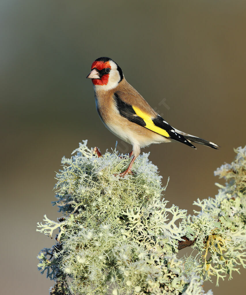 European Goldfinch