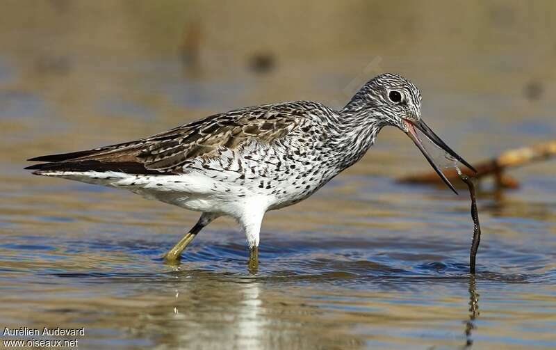 Common Greenshankadult breeding, feeding habits