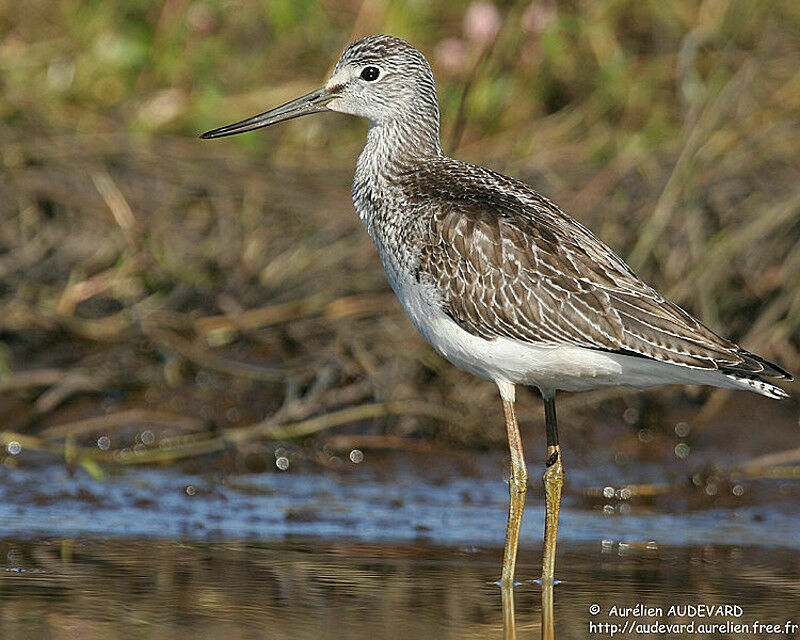 Common Greenshank