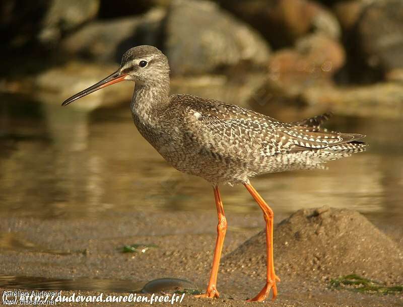 Spotted Redshankjuvenile, identification