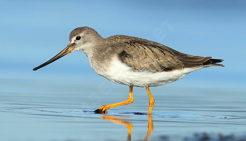 Terek Sandpiper, identification