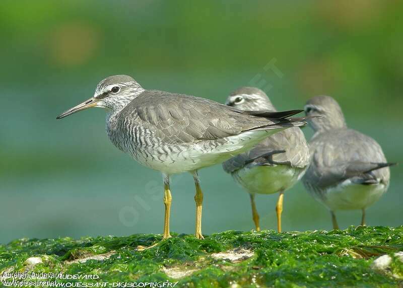 Grey-tailed Tattleradult breeding, identification