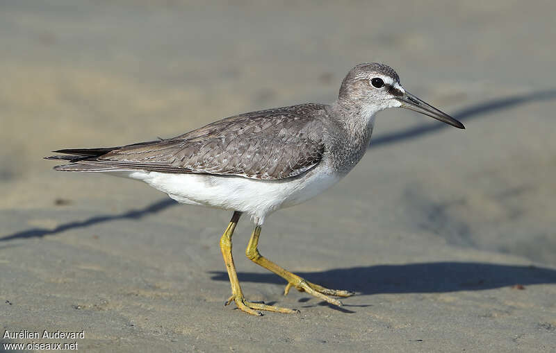 Grey-tailed Tattleradult post breeding, identification