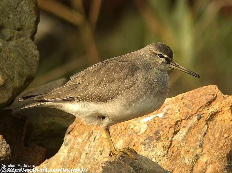 Chevalier de Sibériejuvénile, identification