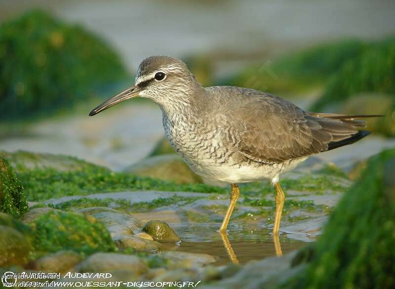 Grey-tailed Tattleradult, identification