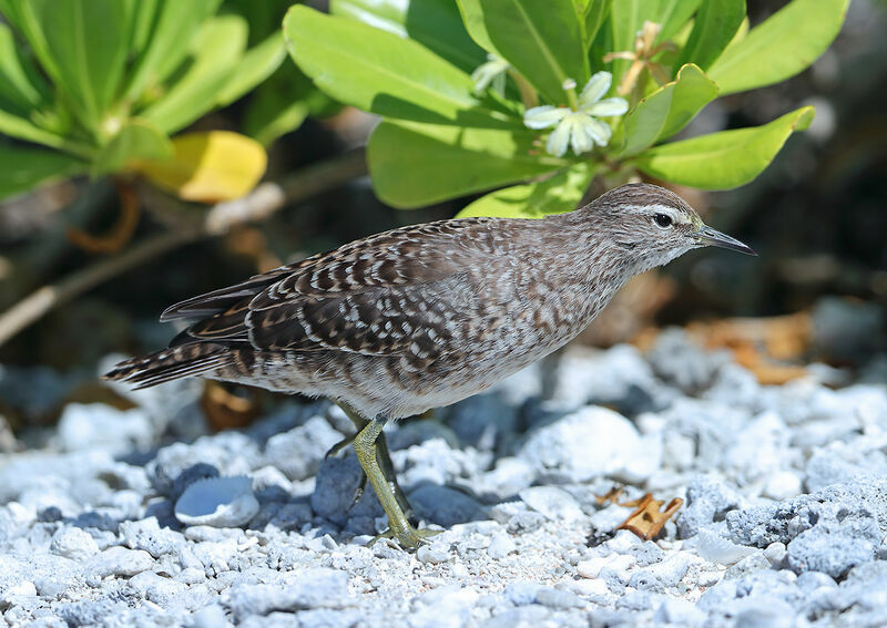 Tuamotu Sandpiper