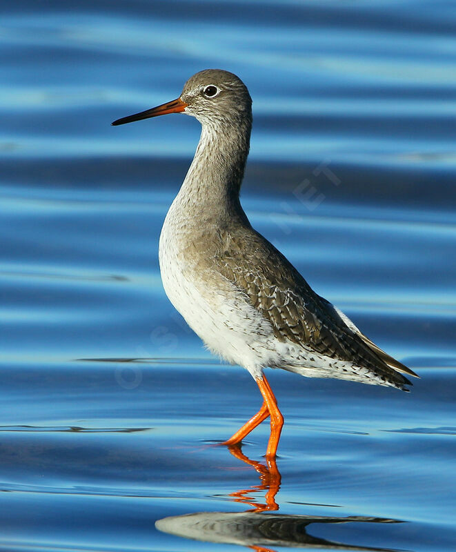 Common Redshank