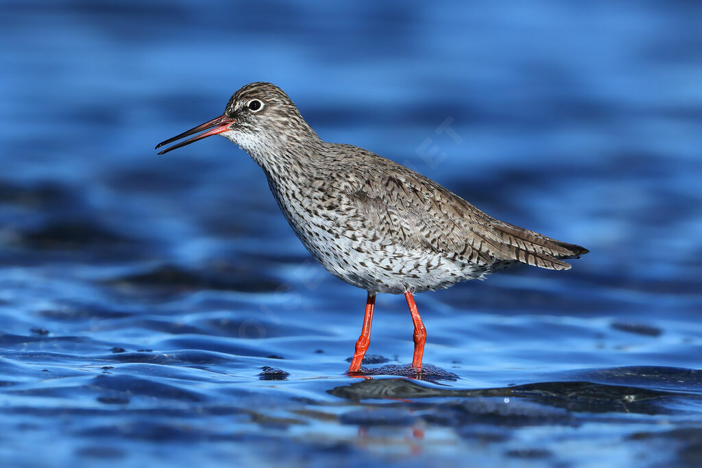 Chevalier gambette mâle adulte, identification