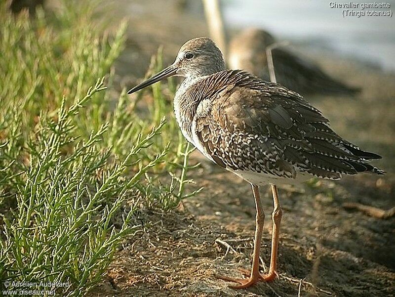 Common Redshank