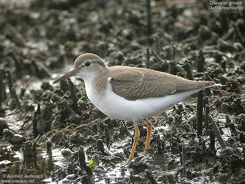 Spotted Sandpiper