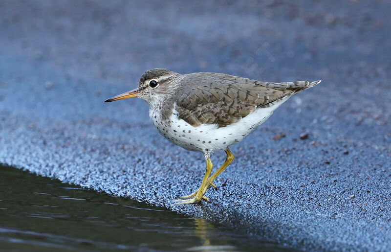 Spotted Sandpiperadult, identification