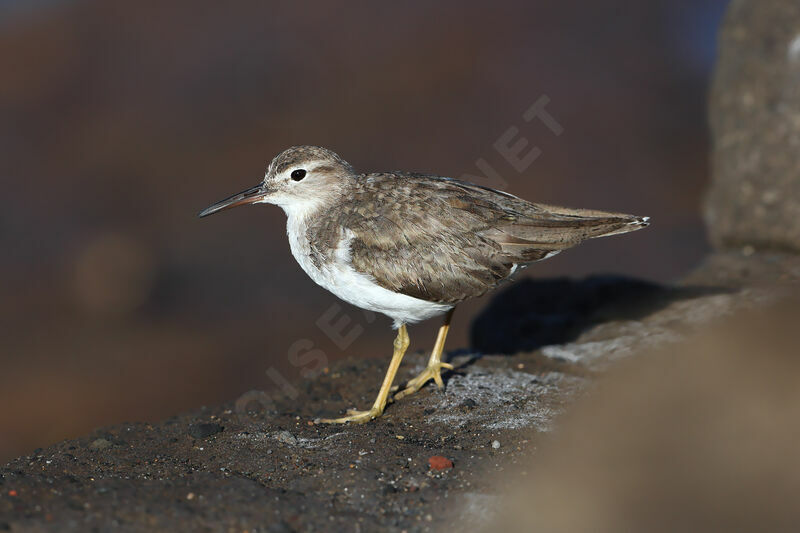 Chevalier grivelé, identification