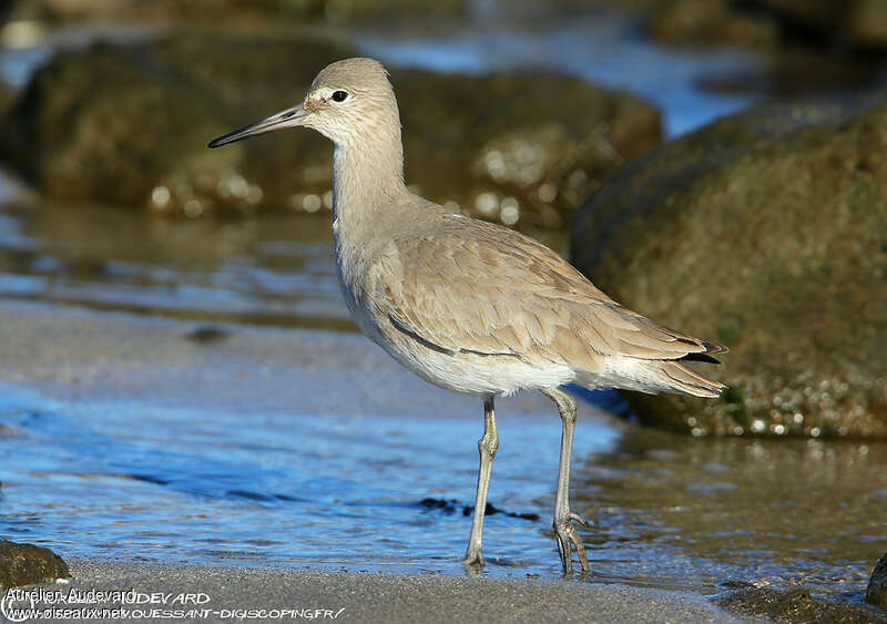 Willetadult post breeding