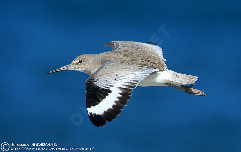 Willet, Flight