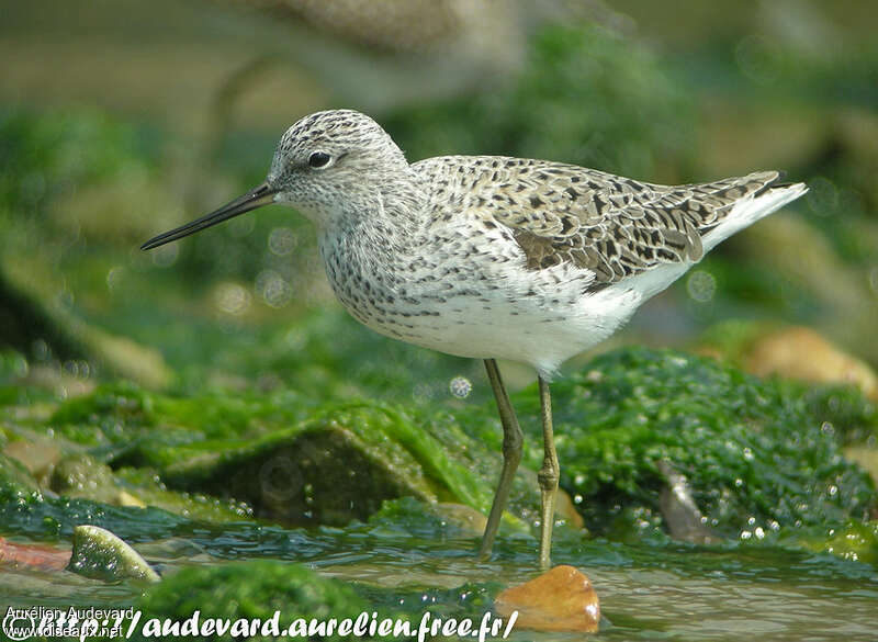 Marsh Sandpiperadult breeding, identification