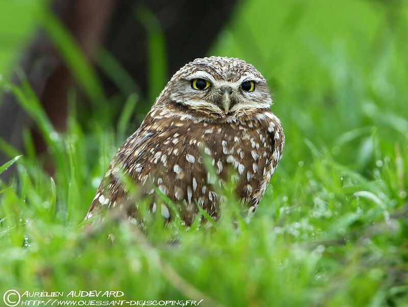 Burrowing Owl