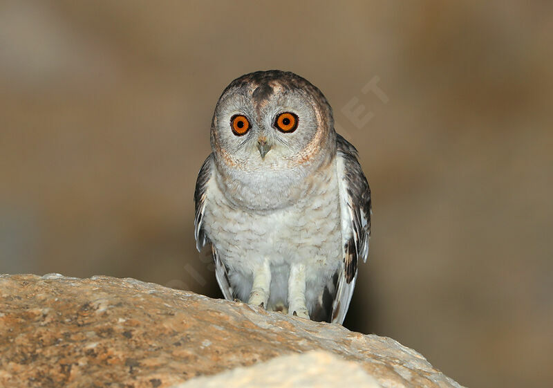 Desert Owl male adult, identification