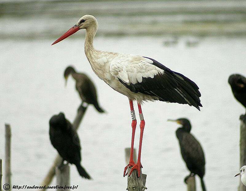 White Storkadult