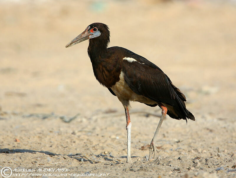 Abdim's Stork