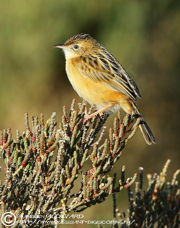 Zitting Cisticola