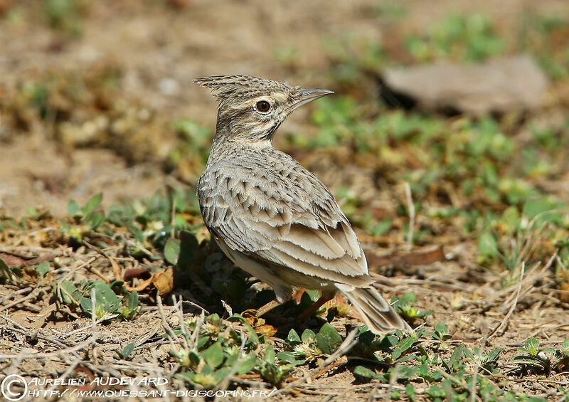 Crested Lark