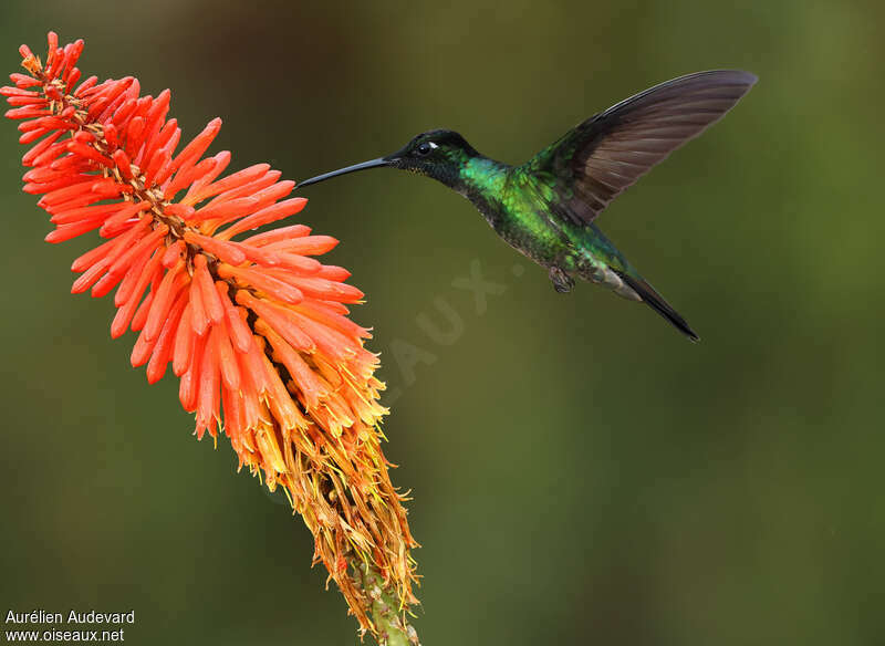 Talamanca Hummingbirdadult breeding, identification