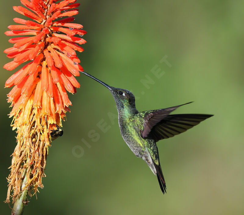 Talamanca Hummingbirdadult, aspect, Flight, feeding habits