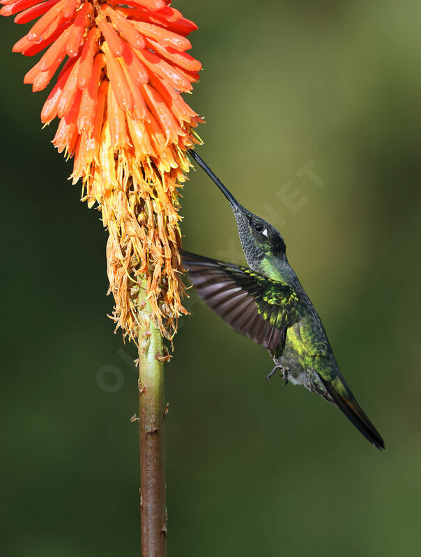 Talamanca Hummingbirdadult breeding, Flight, feeding habits