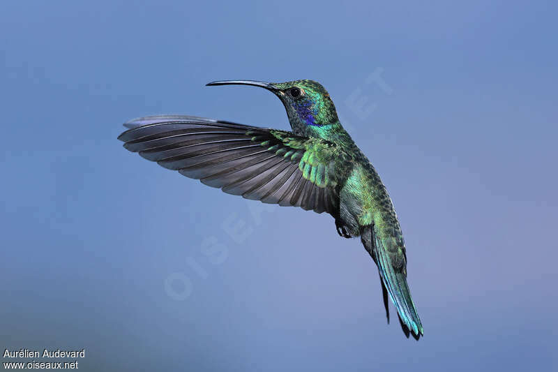 Colibri cyanote