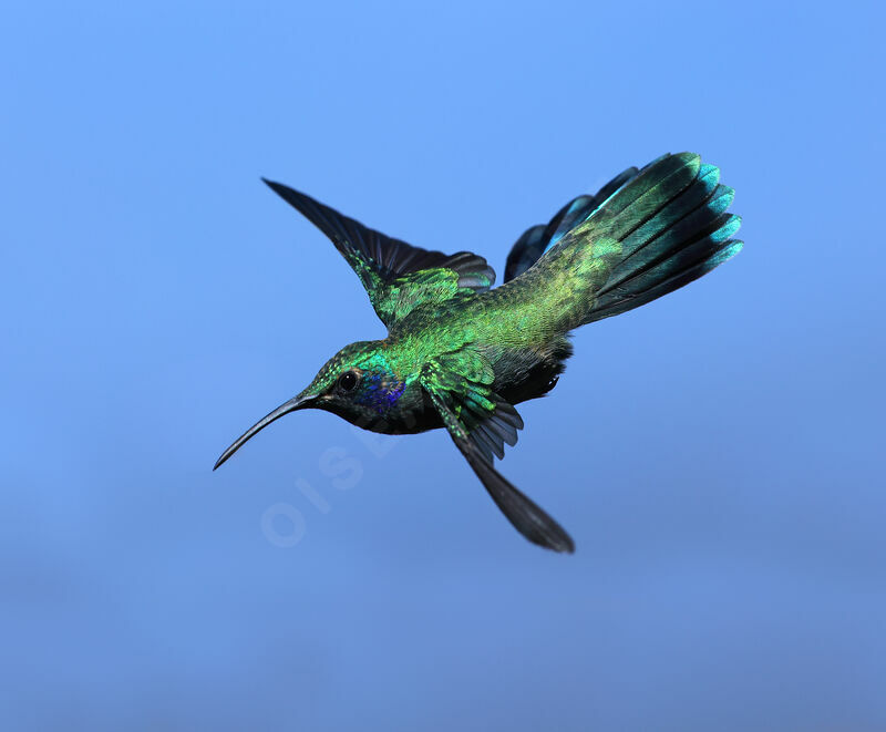 Colibri cyanoteadulte, Vol