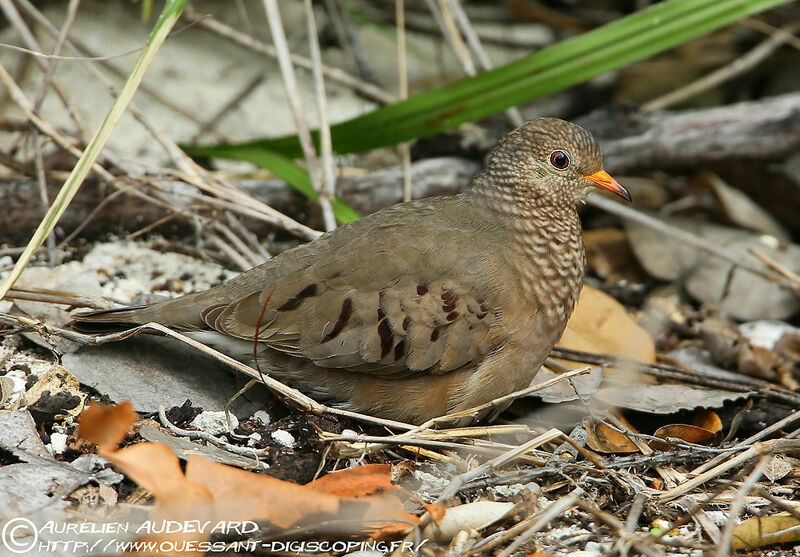 Common Ground Dove